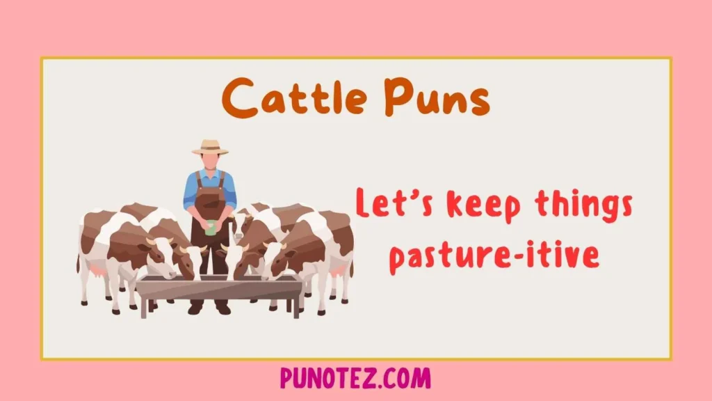 cattle puns